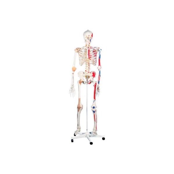 3B Anatomical Model - Sam The Super Skeleton on Roller Stand